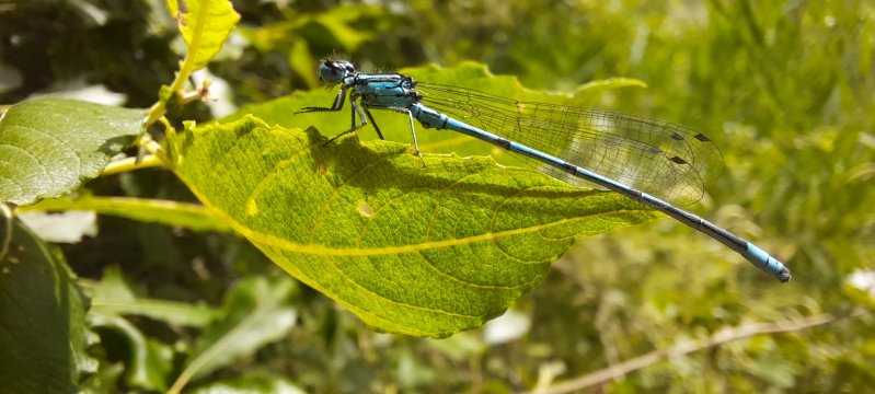 Gentille demoiselle à la ZAC de l'Evangile.Lise Jaloux